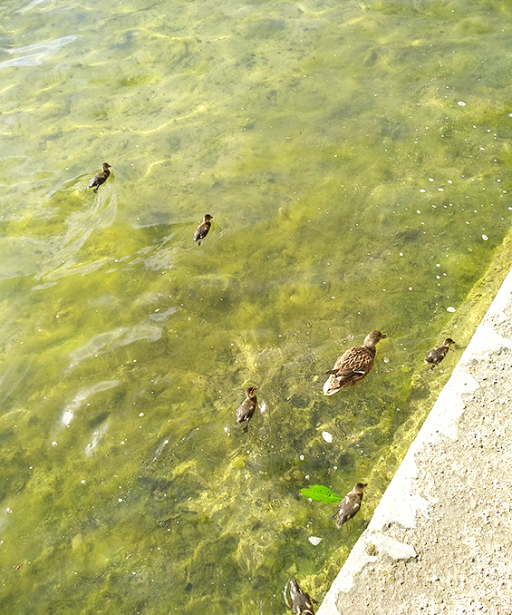 哥本哈根旅行