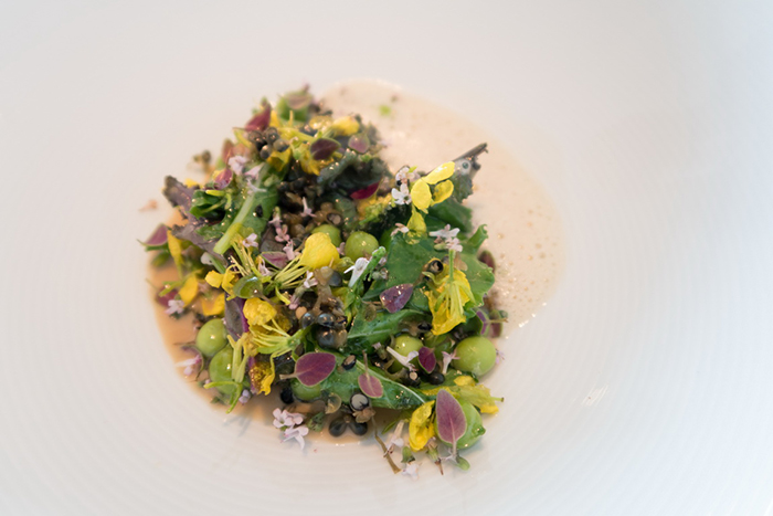 丹麥Denmark - Copenhagen，Geranium