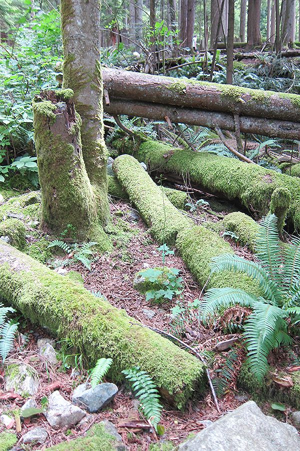 Vancouver松雞山 Grouse Mountain