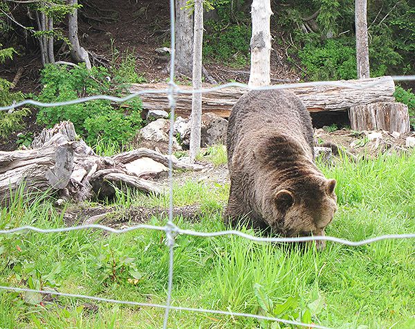 Vancouver松雞山 Grouse Mountain